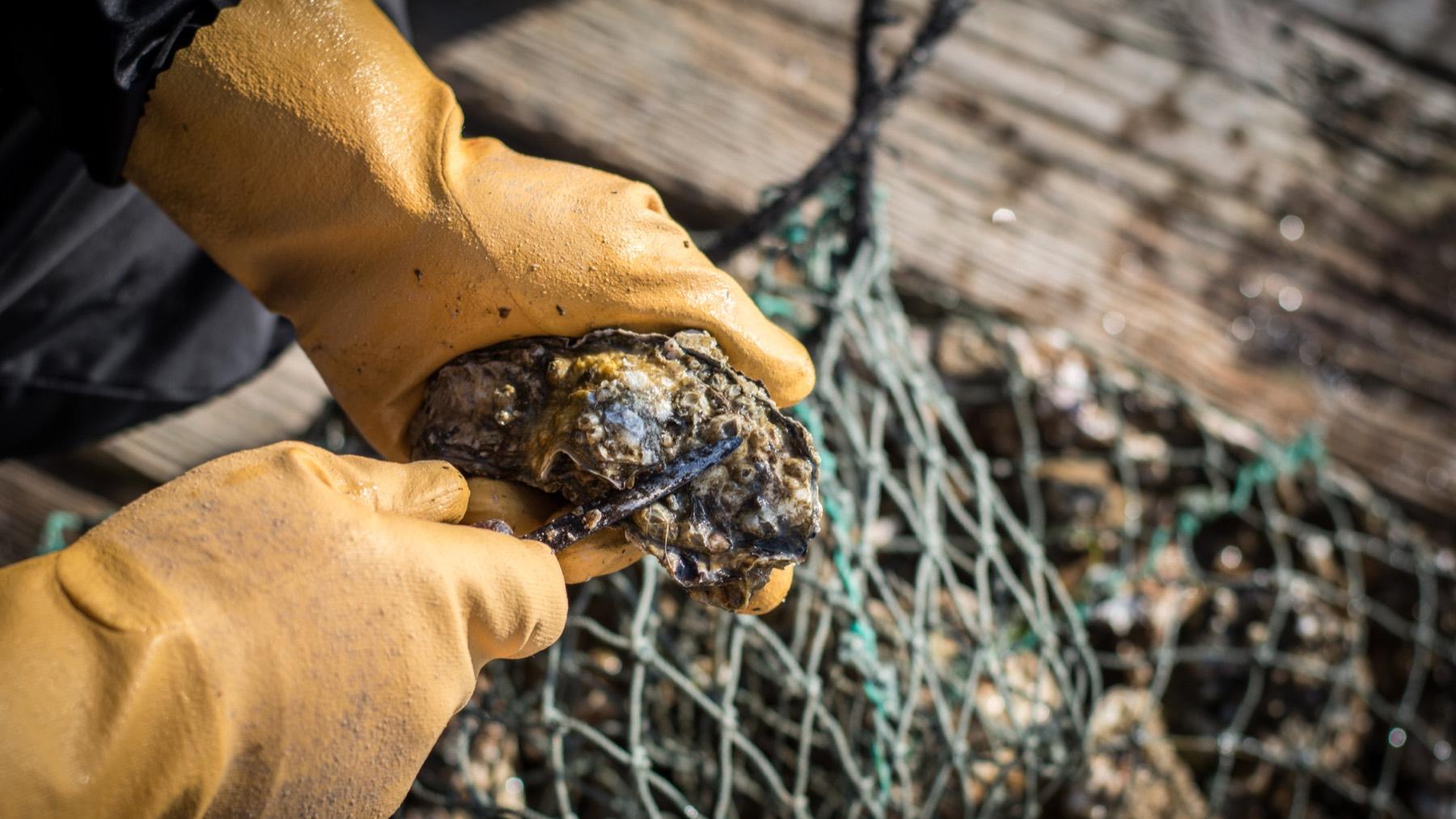 Gloved hands holding a market oyster over a mesh harvest bag